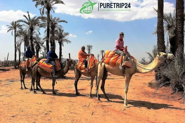 Chameau Marrakech: in2024 Camel Rides and Desert Adventures