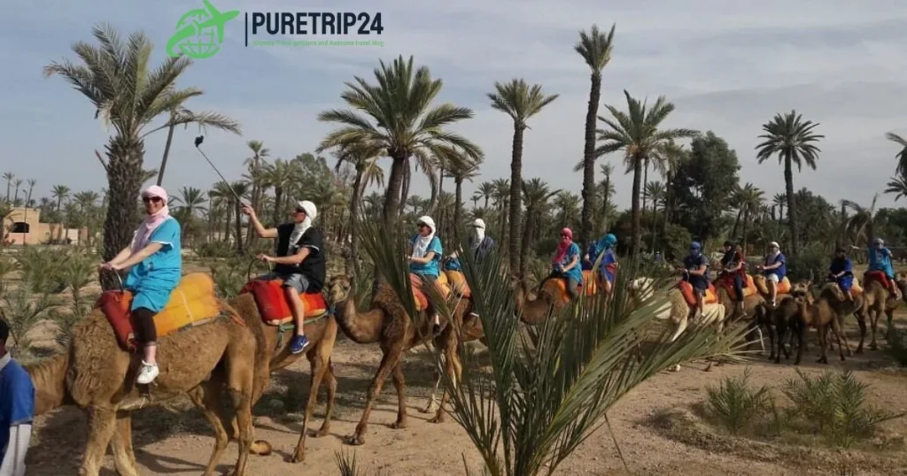 Chameau Marrakech: in2024 Camel Rides and Desert Adventures