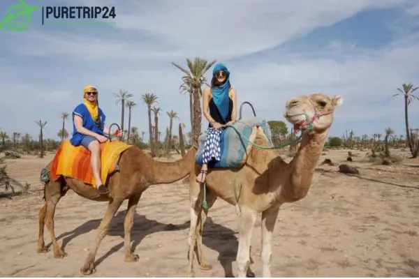 Chameau Marrakech: in2024 Camel Rides and Desert Adventures