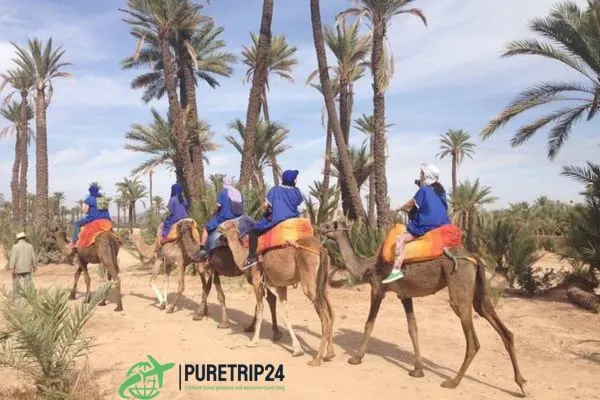 Chameau Marrakech: in2024 Camel Rides and Desert Adventures