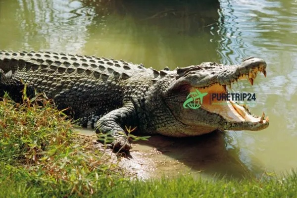 Best The Crocodile Farm: Fashion & Adventure Guide in 2024