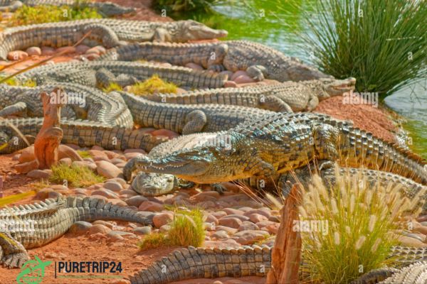 Best Crocoparc Agadir: Morocco's Premier Park in 2024