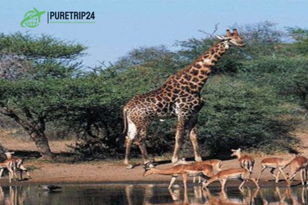 Al Dinder National Park, Sudan — A complete travel Guide by Puretrip24. com