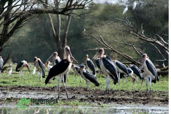 Al Dinder National Park, Sudan — A complete travel Guide by Puretrip24. com