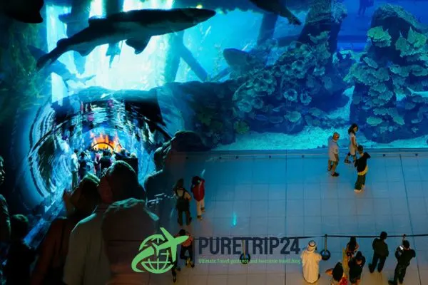 Visiting the Dubai Aquarium and Underwater Zoo Guide | PureTrip24 com