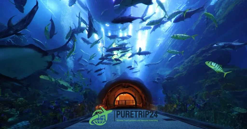 Visiting the Dubai Aquarium and Underwater Zoo Guide | PureTrip24 com