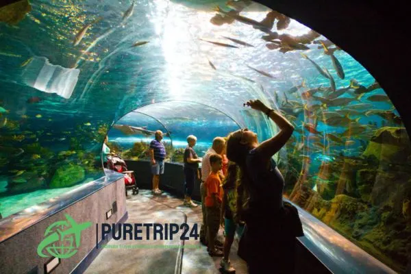 Visiting the Dubai Aquarium and Underwater Zoo Guide | PureTrip24 com