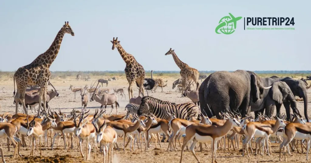 Etosha National Park Namibia: A Complete Guide at Puretrip24 com