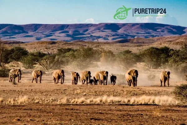 Etosha National Park Namibia: A Complete Guide at Puretrip24 com