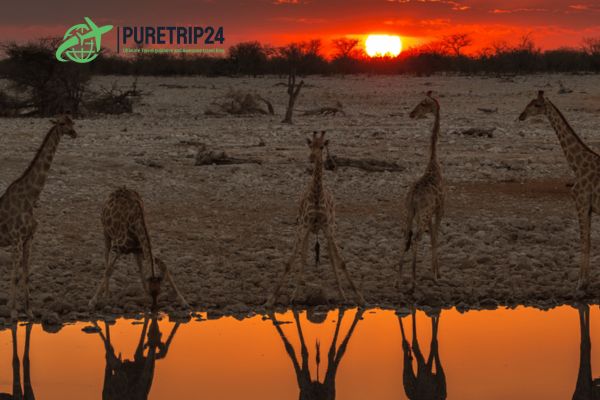 Etosha National Park Namibia: A Complete Guide at Puretrip24 com