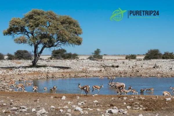 Etosha National Park Namibia: A Complete Guide at Puretrip24 com