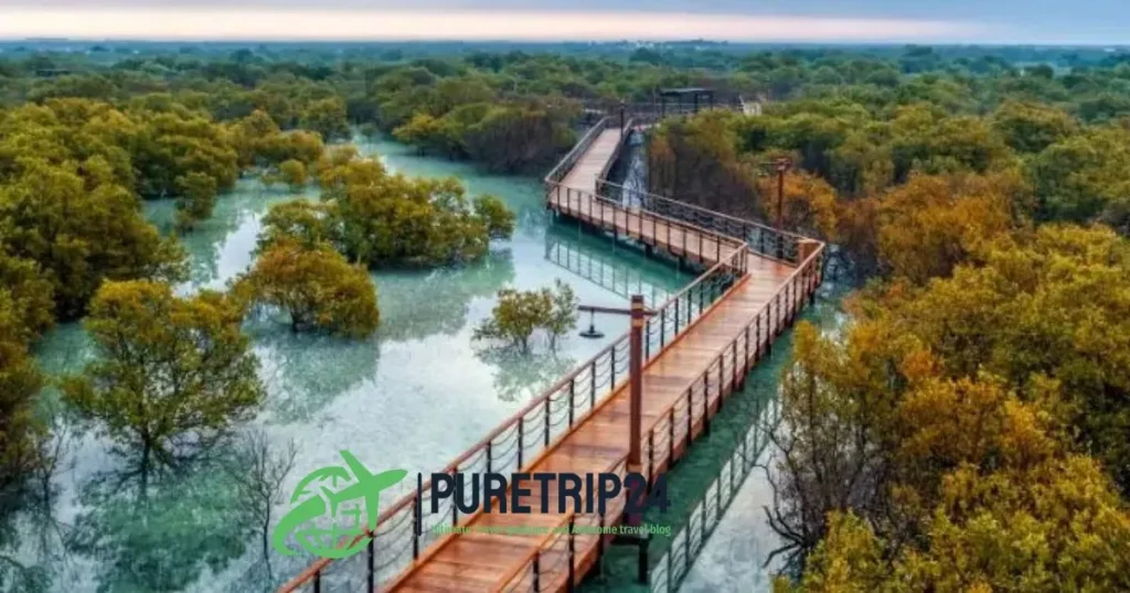 Visiting Mangrove National Park, Abu Dhabi: A Complete Guide By Puretrip24. com