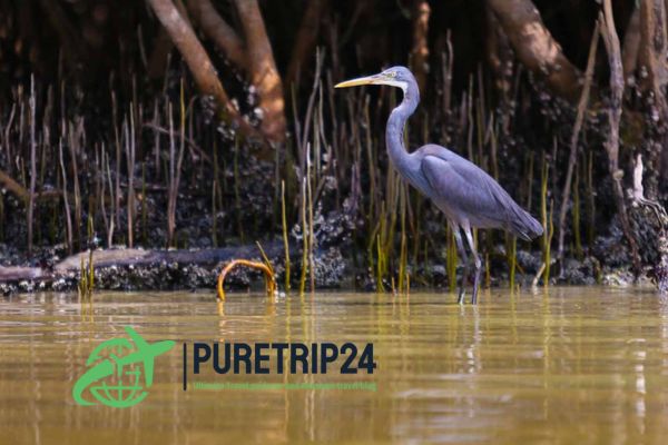 Visiting Mangrove National Park, Abu Dhabi: A Complete Guide By Puretrip24. com