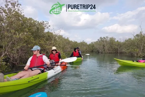 Visiting Mangrove National Park, Abu Dhabi: A Complete Guide By Puretrip24. com