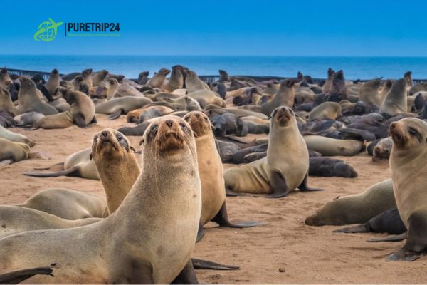 Ultimate Guide to Visit Skeleton Coast National Park, Namibia at PureTrip24com