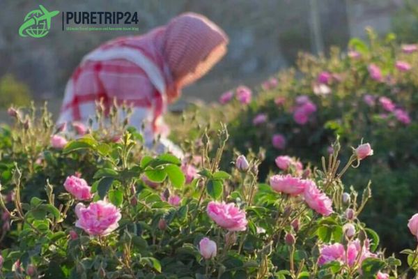 The complete guide to Taif, Saudi Arabia at Puretrip24. com