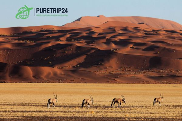 Full Guide to Sossusvlei, Namibia at Puretrip24com